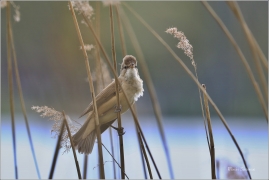 <p>RÁKOSNÍK VELKÝ (Acrocephalus arundinaceus) - Českolipsko --- /Great reed warbler – Drosselrohrsänger/</p>